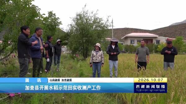 加查县开展水稻示范田实收测产工作
