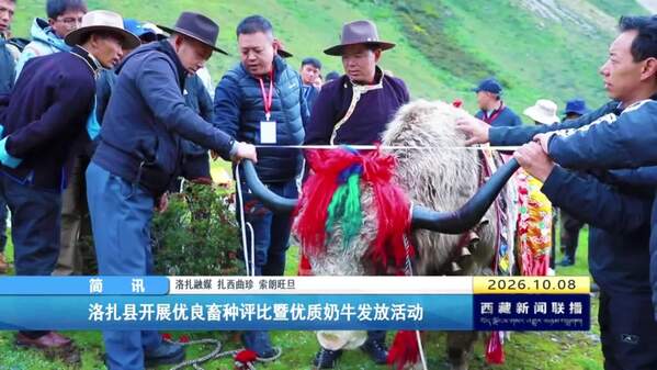 洛扎县开展优良畜种评比活动