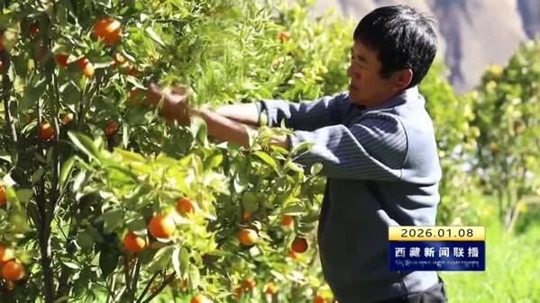 芒康县木许乡：消费帮扶显成效 蜜橘飘香促振兴