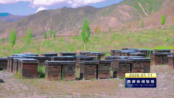 桑日县养蜂产业分红60余万元