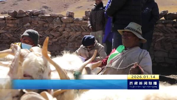 那曲市尼玛县梯次推进绒山羊“白绒化”改良