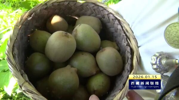 察隅黄心猕猴桃被纳入全国水果质量分级体系