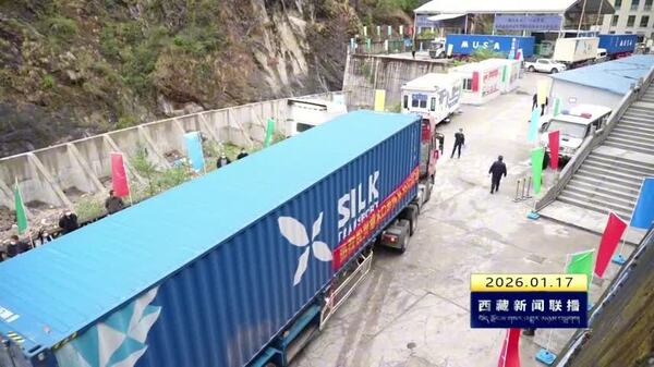 2025年“藏羊输尼”数量创新高