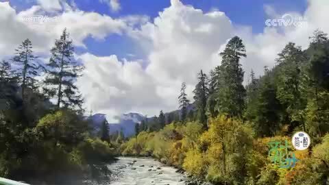 天上画卷高原魂·林芝：笔精墨妙绘大美 感怀抒情颂巨变（下）