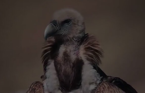 秀我中国丨青海囊谦拍到国家一级保护动物秃鹫