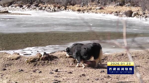 【四中全会精神在基层】党建引领聚合力 抱团发展“牛”气足