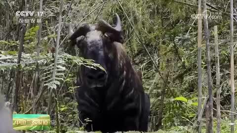 西藏山南：国家一级保护动物羚牛现身高山密林