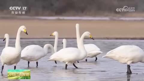 青海贵德：数百只大天鹅飞抵千姿湖湿地栖息越冬