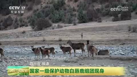 四川甘孜：国家一级保护动物白唇鹿组团现身