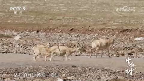 《生命树》第2集 高原精灵