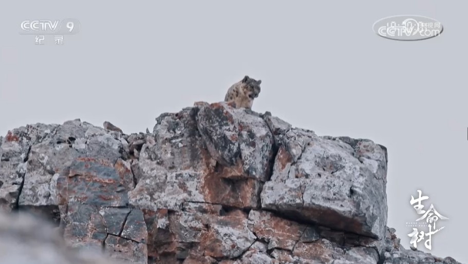 《生命树》第4集 山谷里的雪豹