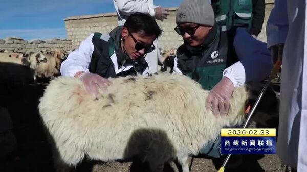 申扎县护航接羔育幼 筑牢牧民增收保障