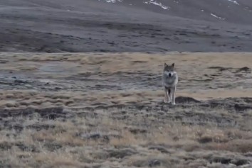 青海玉树：狼群漫步三江源