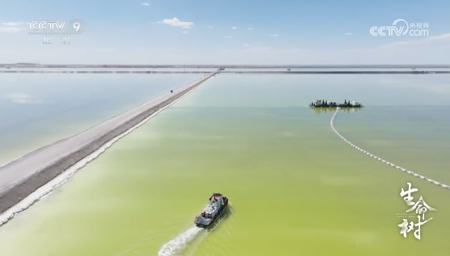 《生命树》第5集 盐泽秘语