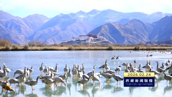 【节日我在岗】拉鲁湿地生态管护员：以岗为责守护生态安全