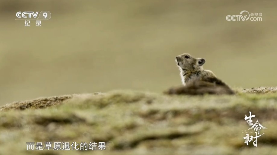 《生命树》第6集 草场新生