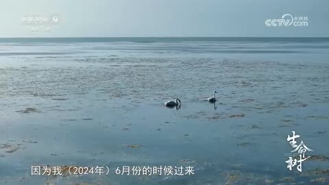 《生命树》第7集 在河之洲