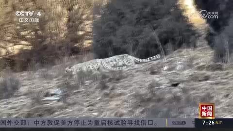 青海：牧民放牧偶遇雪豹 对视后雪豹悠然离去