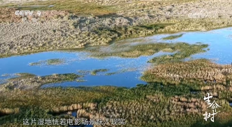 《生命树》 第8集 根系未来