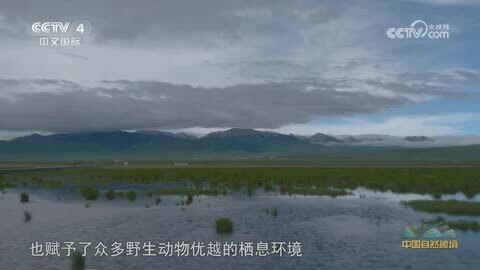 《远方的家》中国自然秘境 万物共生若尔盖