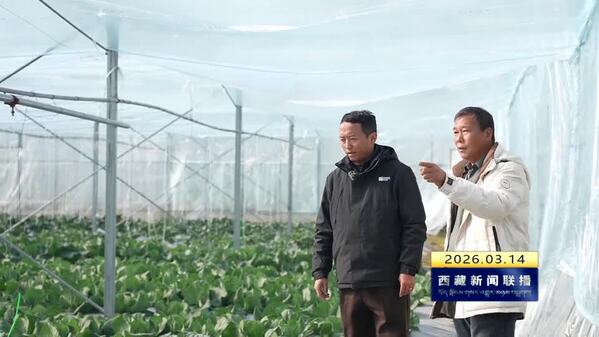 米林：“菜篮子”鼓起“钱袋子”