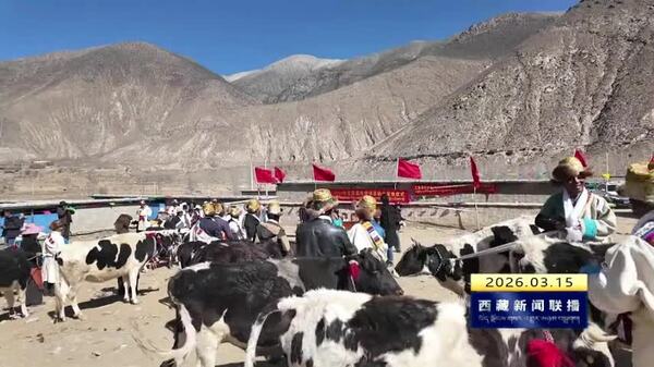 仁布县：发放优质奶牛 助力群众增收