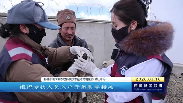 那曲市迎来春季牲畜产仔高峰 接羔育幼工作稳步推进