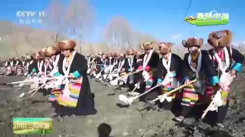 西藏：多地开启春耕“第一犁” 仪式感满满祈愿丰收