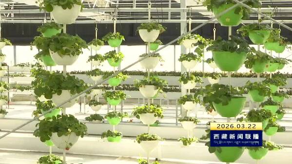 高原“慧”种地 农业生产更高效