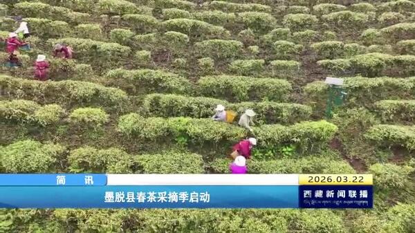 墨脱县春茶采摘季启动