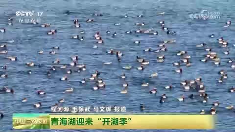 青海湖迎来“开湖季”