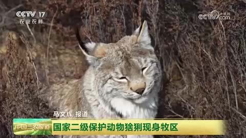青海久治：国家二级保护动物猞猁现身牧区