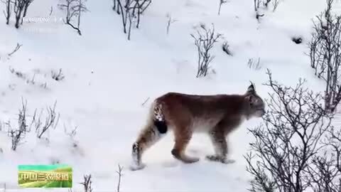 青海久治：猞猁一家三口穿行雪原