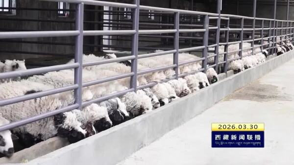 浪卡子县签约苏格绵羊精深加工项目