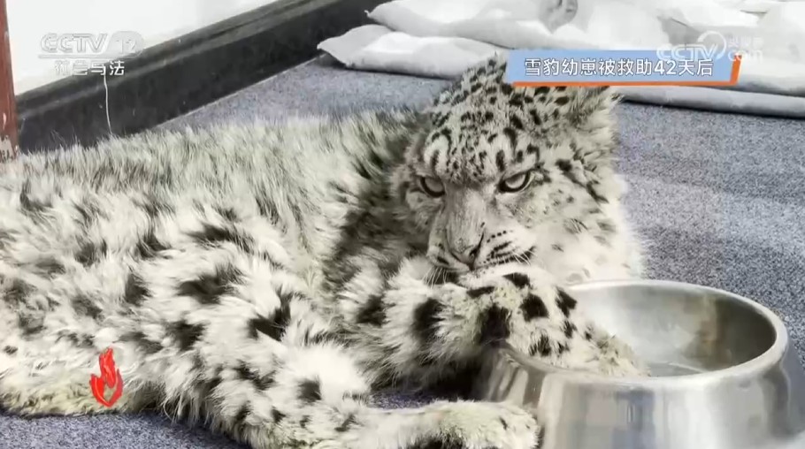 高原动物的救护日记