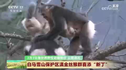 云南迪庆：白马雪山保护区滇金丝猴群喜添“新丁”