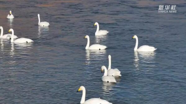 青海贵德：当天鹅遇上“天鹅桥”