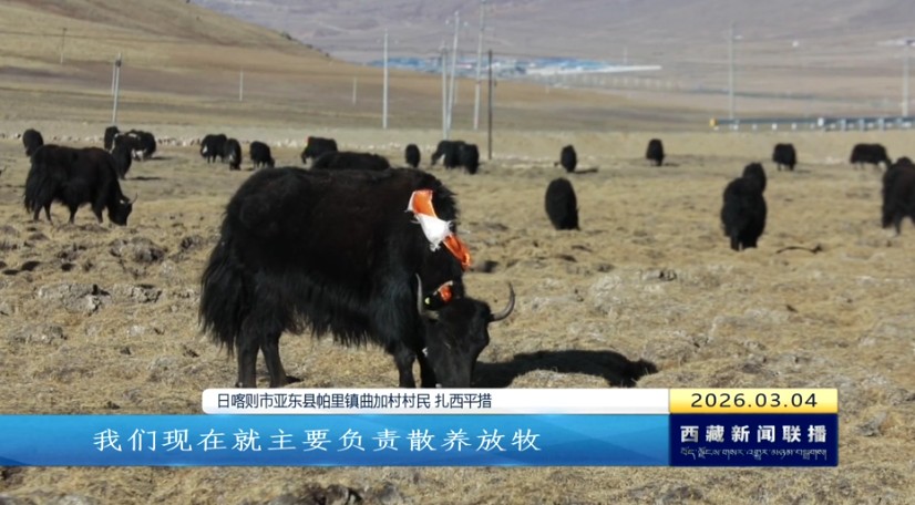 帕里牦牛：特色产业“犇”新程 绘就乡村振兴新图景