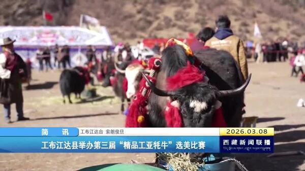 工布江达县举办第三届“精品工亚牦牛”选美比赛