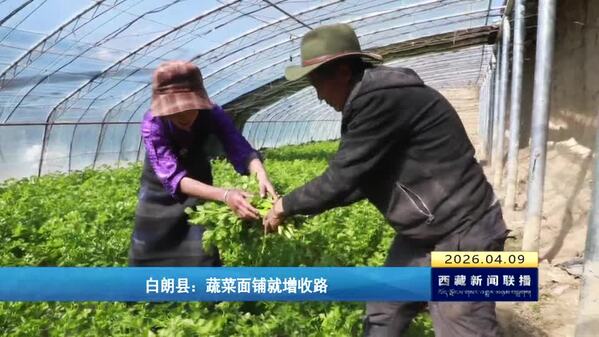 白朗县：蔬菜面铺就增收路