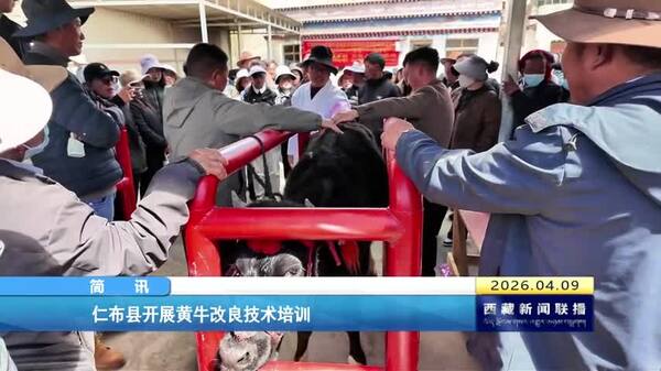 仁布县开展黄牛改良技术培训