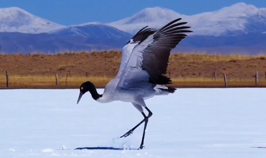秀我中国｜鹤舞青海湖畔