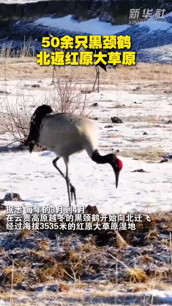 50余只黑颈鹤北返红原大草原