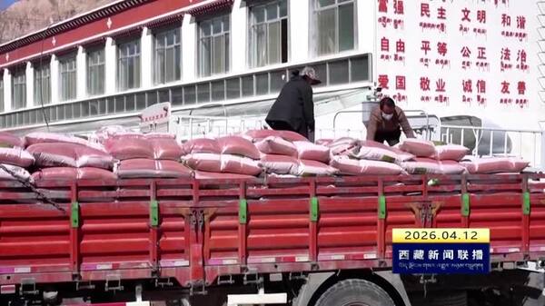 措美县开展“山青9号”包衣种子采购分发工作