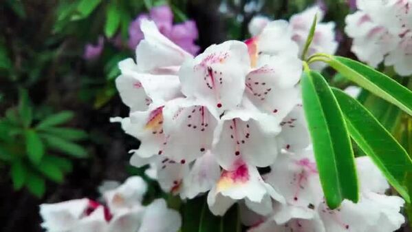 波密杜鹃迎春放 花海连片醉高原