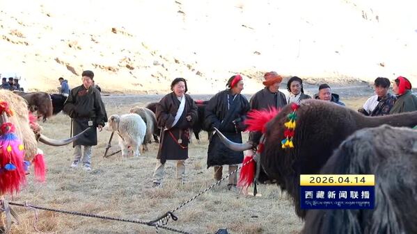 【奋进“十五五”• 创建高原经济高质量发展先行区】“牛”产业托起乡村振兴“致富路”