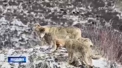 青海久治：拍摄到野生狼群野外活动珍贵画面