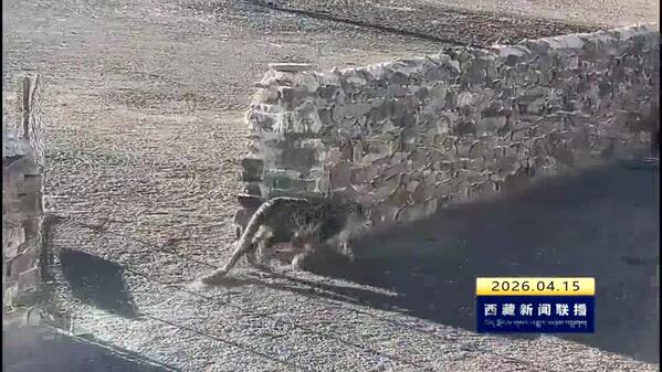 申扎县：雪豹误闯羊圈致牲畜损失 补偿政策温暖民心