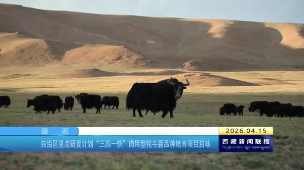 西藏自治区重点研发计划“三高一快”肉用型牦牛新品种培育项目启动