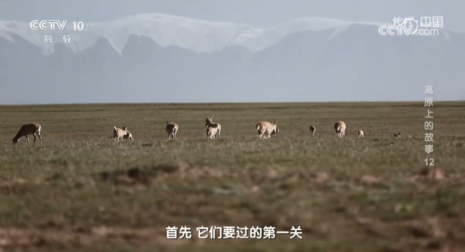 《地理·中国》高原上的故事12